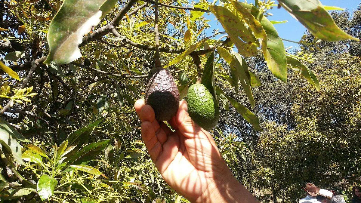 aguacate (3)